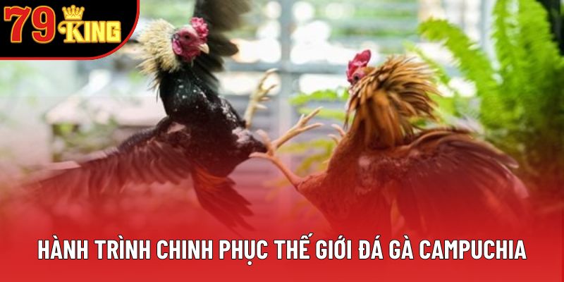 Hành trình chinh phục thế giới đá gà Campuchia Hành trình chinh phục thế giới đá gà Campuchia