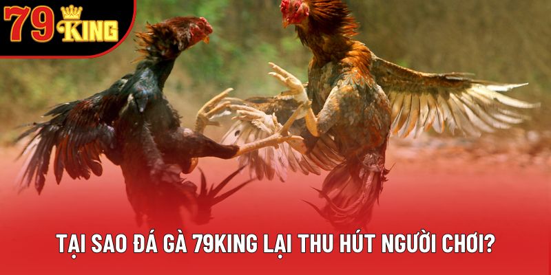 Tại sao đá gà 79king lại thu hút người chơi? Tại sao đá gà 79king lại thu hút người chơi?