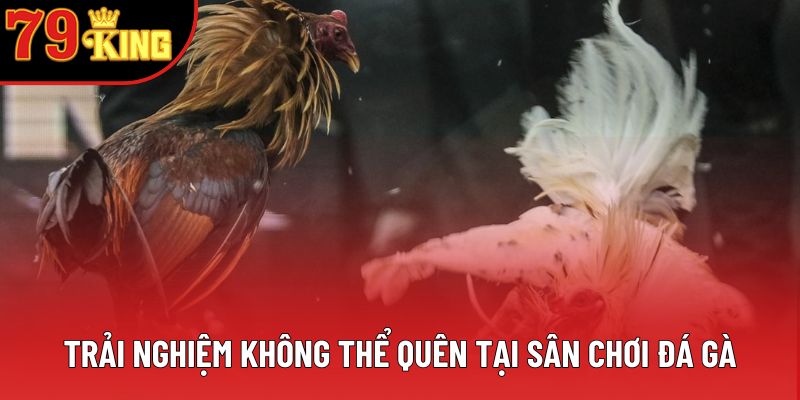 Trải nghiệm không thể quên tại sân chơi đá gà 79king Trải nghiệm không thể quên tại sân chơi đá gà 79king